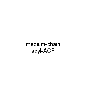 medium-chain acyl-ACP